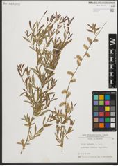 Foto von Salix purpurea L.